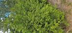 Coniferen Thuja Brabant, Tuin en Terras, Ophalen, Conifeer, 100 tot 250 cm