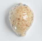 Schelpen: Cypraea tigris pardalis 70,6mm Australië, Ophalen of Verzenden, Schelp(en)