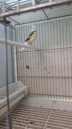 Majoor putter, Vrouwelijk, Wildzangvogel