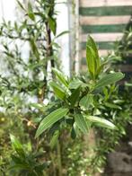 Salix alba schietwilg, Tuin en Terras, Planten | Bomen, Ophalen, Overige soorten, 100 tot 250 cm