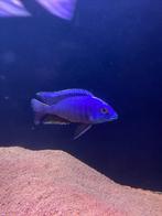 Malawi cichlide man 10 cm, Dieren en Toebehoren, Vissen | Aquariumvissen, Vis