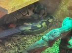 Koningspython met terrarium, Dieren en Toebehoren, Slang, Met terrarium, 3 tot 6 jaar