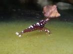 Caridina marlenae, Sulawesi garnalen, Dieren en Toebehoren, Vissen | Aquariumvissen, Kreeft, Krab of Garnaal