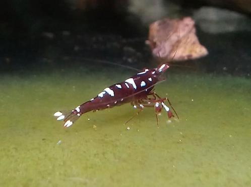 Caridina marlenae, Sulawesi garnalen, Dieren en Toebehoren, Vissen | Aquariumvissen, Kreeft, Krab of Garnaal