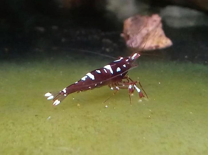 Caridina marlenae, Sulawesi garnalen, Dieren en Toebehoren, Vissen | Aquariumvissen, Kreeft, Krab of Garnaal