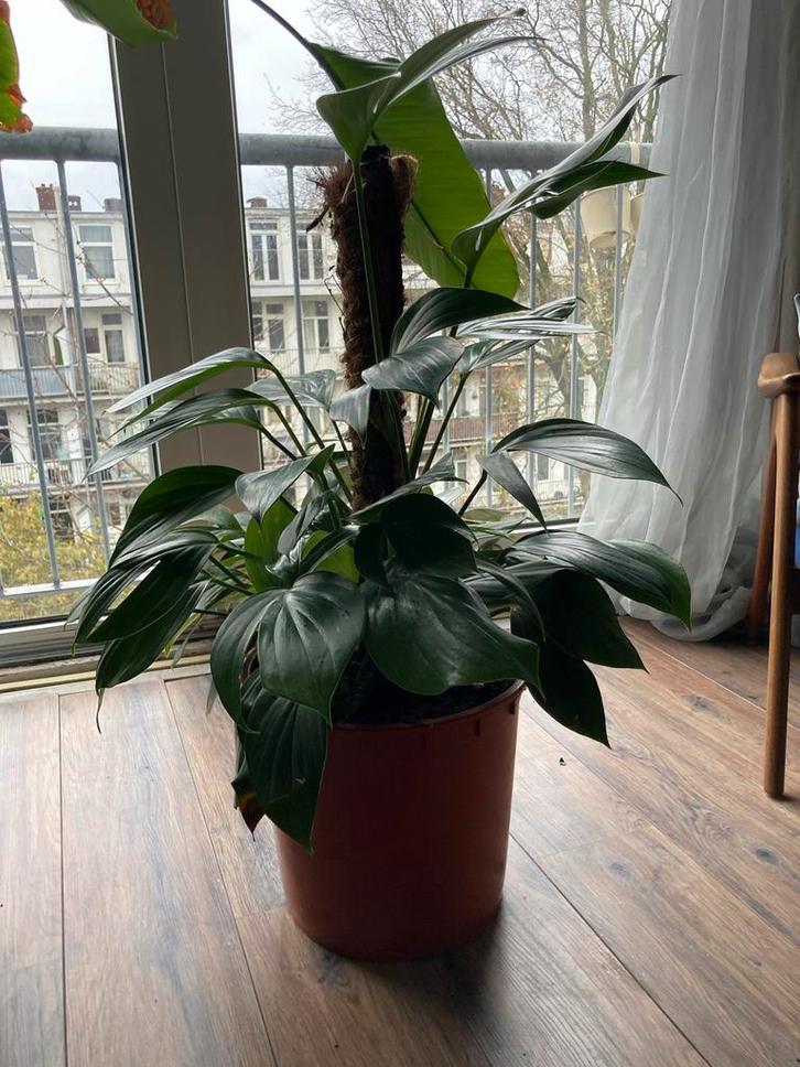 Grote kamerplant, Huis en Inrichting, Kamerplanten, Overige soorten, 100 tot 150 cm, Groene kamerplant, Halfschaduw, In pot, Ophalen