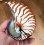 Nautilus Schelp - Perfecte Staat, Ophalen of Verzenden, Overige typen