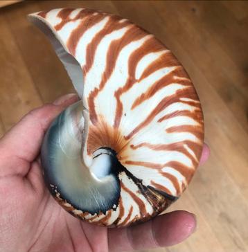Nautilus Schelp - Perfecte Staat beschikbaar voor biedingen