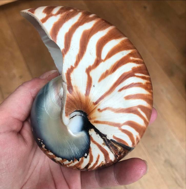 Nautilus Schelp - Perfecte Staat, Verzamelen, Mineralen en Fossielen, Overige typen, Ophalen of Verzenden