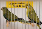 Koppel elegant parkieten, Meerdere dieren, Parkiet