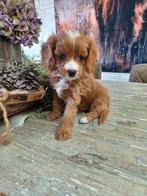 Cavapoo pups (particulier) 1 teefje beschikbaar, Overige rassen, CDV (hondenziekte), 8 tot 15 weken, Meerdere