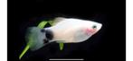 Hobbyaquarium Platy Wit Mickey, Vis, Zoetwatervis, Schoolvis