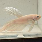 Betta splendens man 36, Dieren en Toebehoren, Vissen | Aquariumvissen, Vis