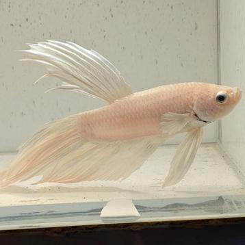 Betta splendens man 36 beschikbaar voor biedingen