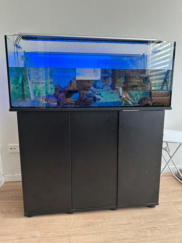 Aquarium met muskusschildpadden en vissen beschikbaar voor biedingen