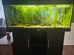 Juwel 120cm breed, Ophalen, Gebruikt, Gevuld zoetwateraquarium