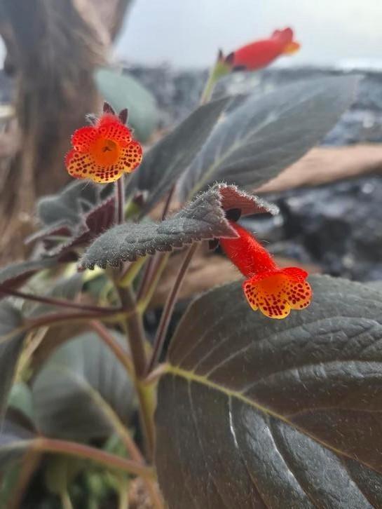 Kohleria 'Brazil Gem', Huis en Inrichting, Kamerplanten, Overige soorten, Minder dan 100 cm, Ophalen