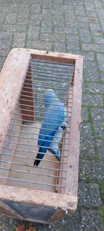 Halsbandparkiet, Dieren en Toebehoren, Vrouwelijk, Parkiet