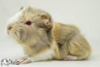 Lilac otter saffraan witte peruvian cavia, Mannelijk, Cavia, Na 1 juli 2024, Tam