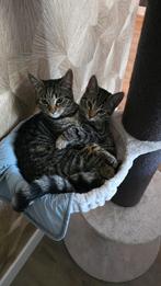 Twee lieve kittens, Dieren en Toebehoren, Meerdere dieren, Kortharig, 0 tot 2 jaar