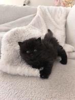 Britse Korthaar en Langhaar Kittens