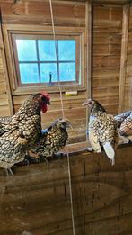 Sebright kippen 4 hennen + 1 haan Citroen/zwart, Dieren en Toebehoren, Pluimvee, Meerdere dieren, Kip