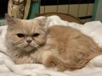 Te koop  Ragdoll  kruising, Meerdere dieren, Ontwormd, 0 tot 2 jaar