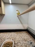 gouldamadine blauwe en gele, Dieren en Toebehoren, Vogels | Overige Vogels, Meerdere dieren, Tropenvogel