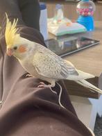Vermist, Dieren en Toebehoren, Vogels | Parkieten en Papegaaien, Mannelijk