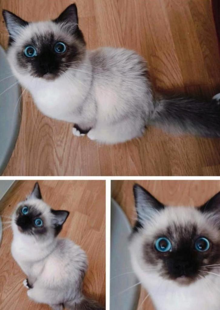 Prachtig Ragdoll kitten meisje mag verhuizen, Dieren en Toebehoren, Katten en Kittens | Raskatten | Langhaar, Poes, Gechipt, Ontwormd