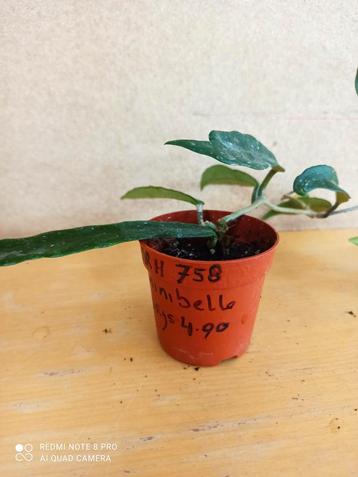 Hoya minibelle potmaat 6.5 nummer H758 beschikbaar voor biedingen