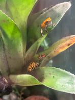 Oophaga pumilio, Amfibie, 0 tot 2 jaar