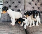 Jack Russel terriër pups mogen nest verlaten, Jack Russell Terriër, CDV (hondenziekte), 8 tot 15 weken, Meerdere