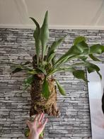 Hertshoorn op kurk +- 70 cm, Overige soorten, Minder dan 100 cm, Groene kamerplant, Halfschaduw