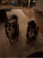 Te koop twee mooie langharige Chihuahua teefjes., Dieren en Toebehoren, Rabiës (hondsdolheid), 1 tot 2 jaar, Teef, Meerdere
