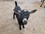 2 dwerggeit lammeren, Dieren en Toebehoren, Schapen, Geiten en Varkens, Meerdere dieren, Geit, 0 tot 2 jaar