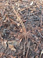 Rode herfstFramboos, Ophalen, Volle zon, Vaste plant, Fruitplanten