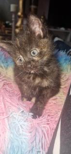 Britse korthaar kittens, Dieren en Toebehoren