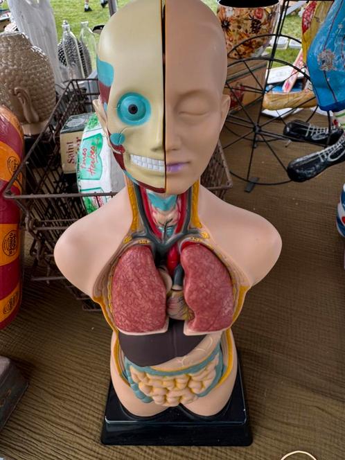 Torsomodel/anatomisch lichaam, Antiek en Kunst, Curiosa en Brocante, Ophalen of Verzenden