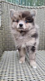 merle pomsky teefje, Dieren en Toebehoren, Honden | Poolhonden, Keeshonden en Oertypen, 15 weken tot 1 jaar, Overige rassen, CDV (hondenziekte)