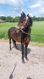 Super mooie hackney merries!, Merrie, Gechipt, 3 tot 6 jaar, C pony (1.27m tot 1.37m)