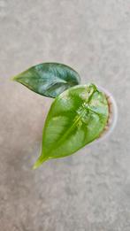 Alocasia Reversa, Ophalen of Verzenden, Halfschaduw, Minder dan 100 cm