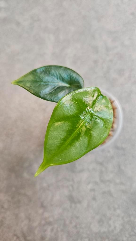 Alocasia Reversa, Huis en Inrichting, Kamerplanten, Minder dan 100 cm, Halfschaduw, Ophalen of Verzenden