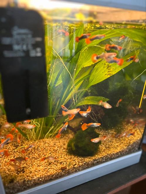 Red tuxedo guppen, Dieren en Toebehoren, Vissen | Aquariumvissen, Vis