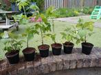 Framboos stekje frambozenplantjes, Tuin en Terras, Ophalen, Minder dan 100 cm, Overige soorten, Zomer