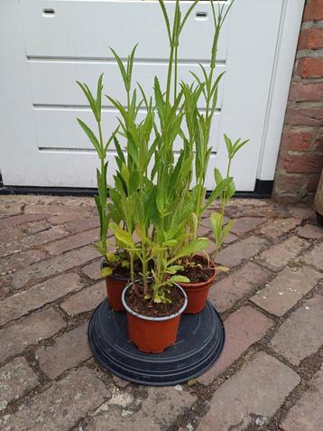 Verbena bonariensis ( Ijzerhard) 10 st voor €10.00 beschikbaar voor biedingen
