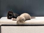 Britste korthaar kittens, Dieren en Toebehoren, Katten en Kittens | Raskatten | Korthaar, Meerdere dieren, Ontwormd, 0 tot 2 jaar