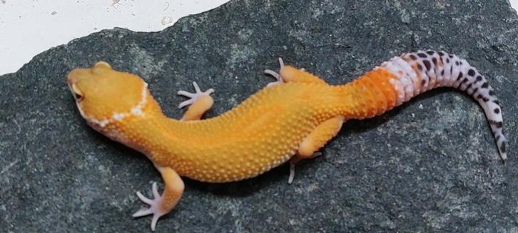Eublepharis macularius luipaardgekko, Dieren en Toebehoren, Reptielen en Amfibieën, Hagedis, 0 tot 2 jaar