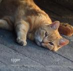 Tijger rode gecastreerde kater., Kater