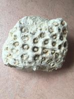 Fossiel van koraal, Ophalen of Verzenden, Fossiel